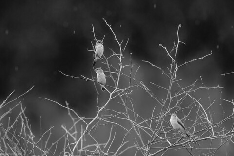 Sariska, Rajasthan, April 2023