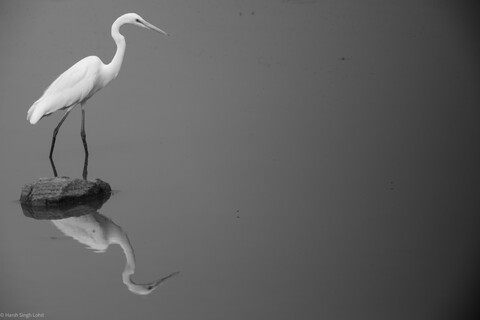 Sariska, Rajasthan, April 2023