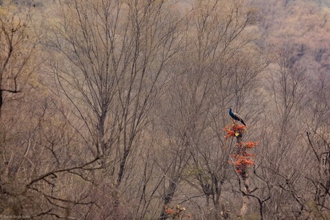 Sariska, Rajasthan, April 2023