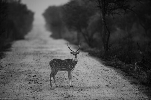 Sariska, Rajasthan, April 2023