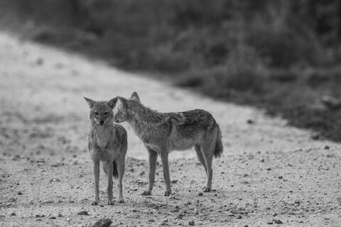 Sariska, Rajasthan, April 2023