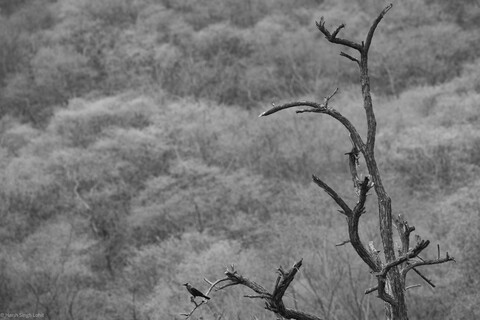 Sariska, Rajasthan, April 2023