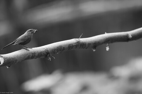 Sariska, Rajasthan, April 2023