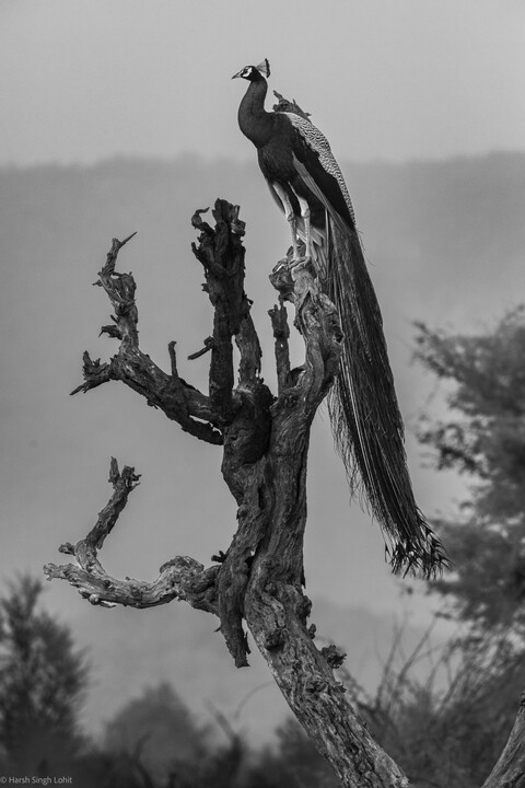 Sariska, Rajasthan, April 2023