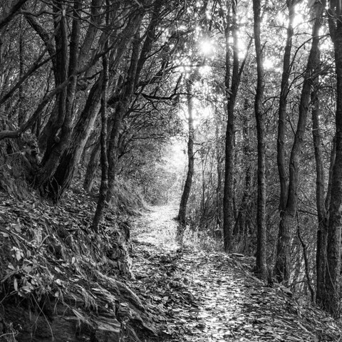 Forests. 2021