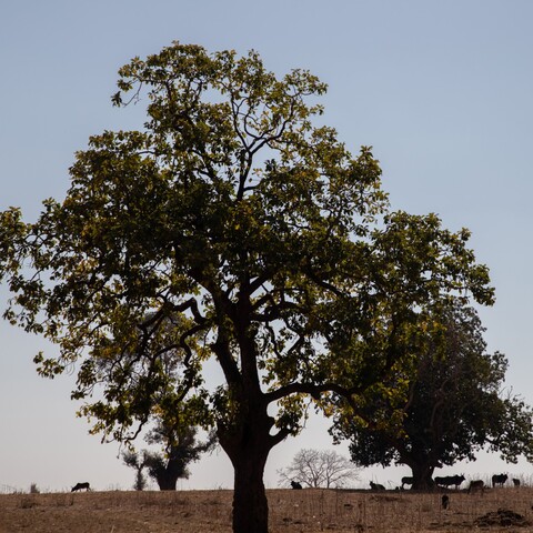 Panna, Madhya Pradesh. January 2019.