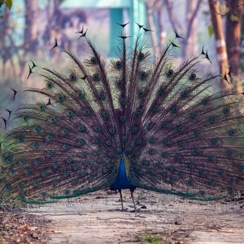 The Incongruences of Pilibhit, Pilibhit, April 2022